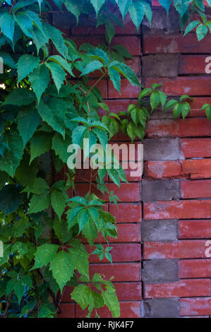 Aged old rough dark red brick wall with wild grape shoots, brick blocks, blocks of brick Stock Photo