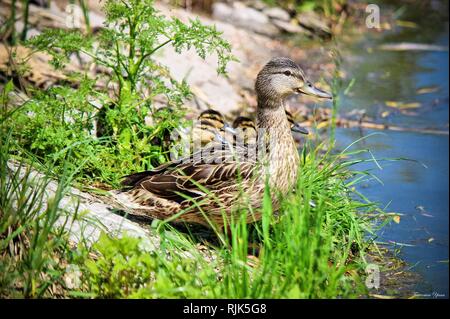 duck with ducklings in the wild. Selective focus. Stock Photo