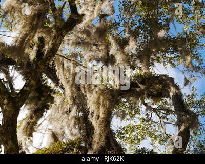 Twisted tree white moss Stock Photo