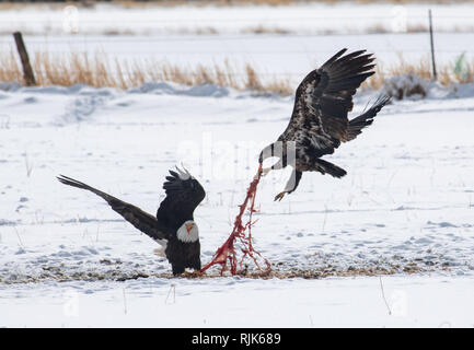 Two eagles fighting over food in a snowy field Stock Photo