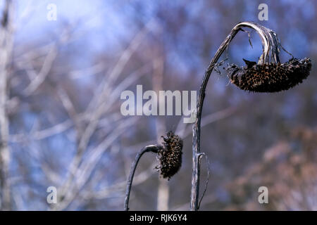 Background with deflorate, withered sunflowers. Last year's sunflowers in spring day. Frozen sunflower on field in Latvia. Stock Photo