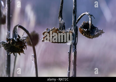 Background with deflorate, withered sunflowers. Last year's sunflowers in spring day. Frozen sunflower on field in Latvia. Stock Photo