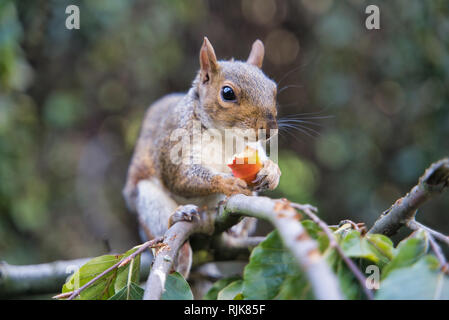 Squirrel eating fruit in London Park, UK Stock Photo