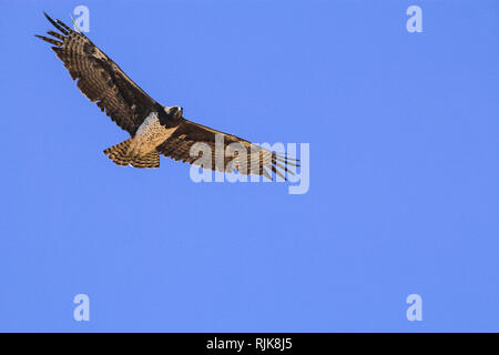 Adler in Namibia Stock Photo