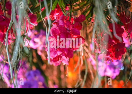 Kew Gardens, London, UK, 07th Feb 2019. A cascade of hundreds of colourful Vanda orchids. The display represents a river in Colombia called the Rainbow River, famous for its multicoloured waters. This year's Kew Orchid Festival is themed on the country of Colombia, featuring beautiful orchid displays with ovver 6,200 colourful orchids and hundreds of other tropical plants, representing aspects of Colombian wildlife and culture. Credit: Imageplotter News and Sports/Alamy Live News Stock Photo