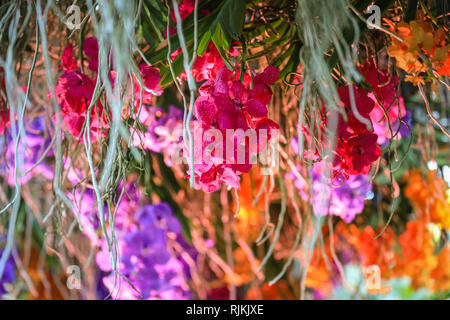 Kew Gardens, London, UK, 07th Feb 2019. A cascade of hundreds of colourful Vanda orchids. The display represents a river in Colombia called the Rainbow River, famous for its multicoloured waters. This year's Kew Orchid Festival is themed on the country of Colombia, featuring beautiful orchid displays with ovver 6,200 colourful orchids and hundreds of other tropical plants, representing aspects of Colombian wildlife and culture. Credit: Imageplotter News and Sports/Alamy Live News Stock Photo