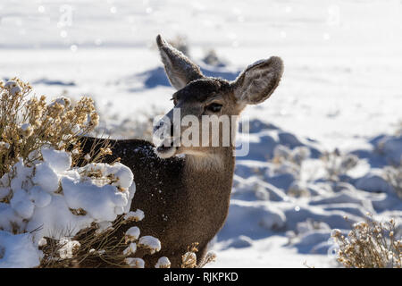 Closeup of female Kaibab deer (subspecies of mule deer) feeding in winter at Grand Canyon National Park. Mouth open; snow in the background. Stock Photo