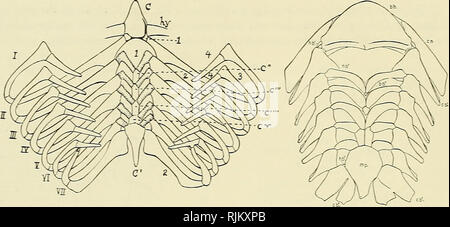 Branchia sp hi-res stock photography and images - Alamy