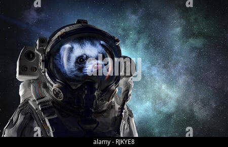 Astronaut ferret wearing space suit against starry sky. Mixed media Stock Photo