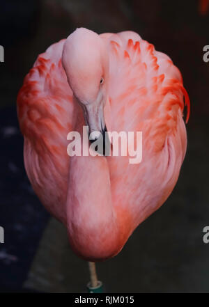 Single close-up of a bright colorful American Flamingo standing on one leg on the dark background. Denver Zoo. Stock Photo