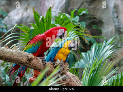 Green-winged Macaw, Blue and Gold Macaw sitting on a branch in Denver Zoo Stock Photo