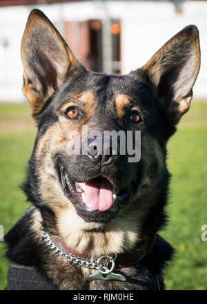190111-N-TR141-0051 NAVAL STATION ROTA, Spain (January 11, 2019) Astor, a military working dog (MWD) assigned to Naval Station Rota, Spain, poses for a photo. Naval Station Rota sustains the fleet, enables the fighter and supports the family by conducting air operations, port operations, ensuring security and safety, assuring quality of life and providing the core services of power, water, fuel and information technology. (U.S. Navy photo by Mass Communication Specialist 1st Class Specialist Benjamin A. Lewis) Stock Photo