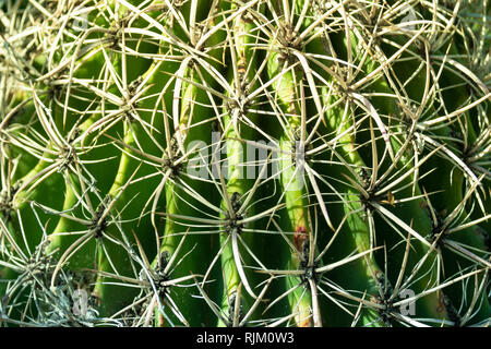 Closeup image of a globe shaped cactus with long intertwining  thorns. Nature green background or texture. Stock Photo