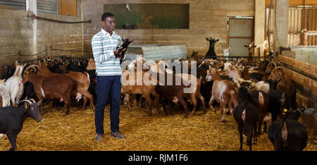 African American male farmworker taking care of goatlings on cattle farm Stock Photo