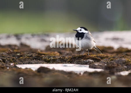 white wagtail Stock Photo