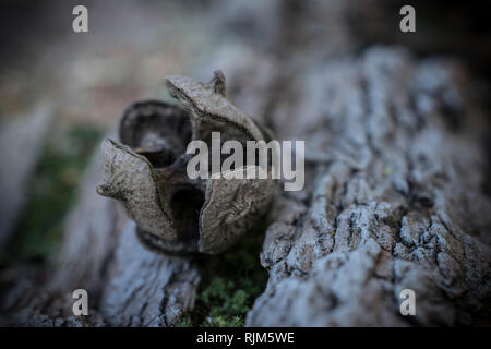 A close-up of a cone on a textured tree bark Stock Photo