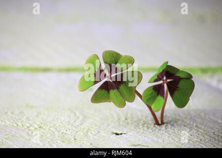 two four-leaf clover grows from wood underground, background concept Stock Photo