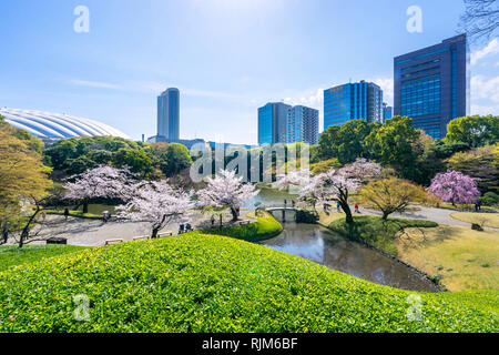 Koishikawa Korakuen Garden is popular cherry blossom spot in Tokyo,Japan. Stock Photo