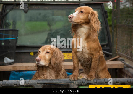 Spaniels in the back of a farm vehicle out on a pheasant shoot in Herefordshire, gun dogs, waiting to work Stock Photo