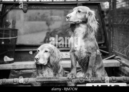 Spaniels in the back of a farm vehicle out on a pheasant shoot in Herefordshire, gun dogs, waiting to work Stock Photo