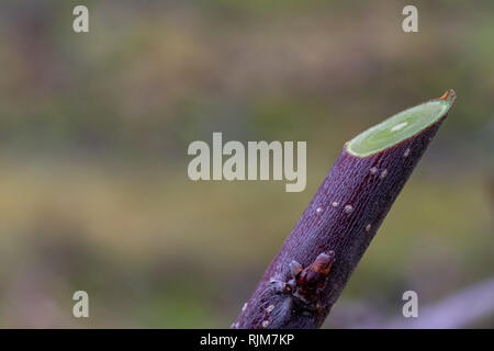 Cutting branches in the garden with apple trees. Stock Photo