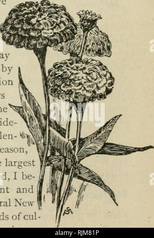 . The beautiful flower garden, its treatment with special regard for the picturesque. Written and embellished with numerous illustrations by F. Schuyler Mathews. With notes on practical floriculture by A.H. Fewkes. Floriculture. A Hay CAP. A Northern Climate. his work is done in the silent night and under a cloudless sky. I have also found the hay-cap a very useful cover for exposed positions in the flower beds; these are simple, light affairs made of wood pulp shaped like large, circular cockle shells, about three feet in diameter; half a dozen of them will go a great way toward protect- ing  Stock Photo