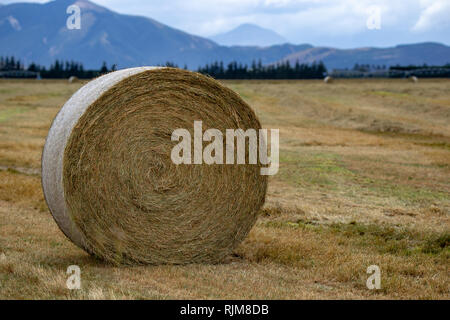 Freshly made round bales of hay sit in a farm field in Canterbury, New Zealand Stock Photo