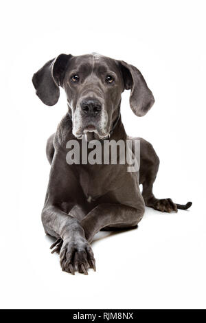 great dane in front of a white background Stock Photo