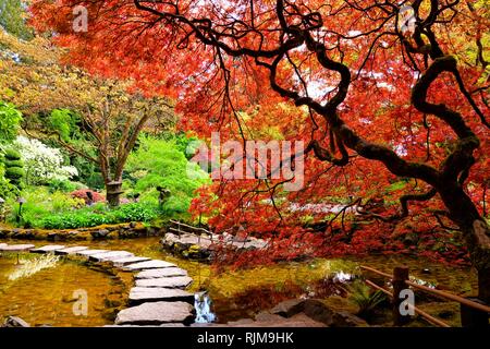 Pond with overhanging red Japanese maples during springtime, Butchart Gardens, Victoria, BC, Canada Stock Photo