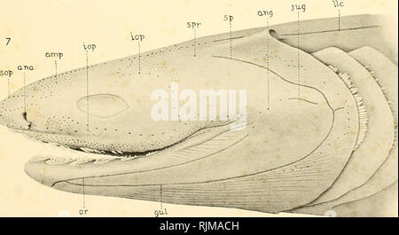 . The Bashford Dean memorial volume : archaic fishes. Fishes; Sharks; Fishes, Fossil. ^:^^. Please note that these images are extracted from scanned page images that may have been digitally enhanced for readability - coloration and appearance of these illustrations may not perfectly resemble the original work.. Dean, Bashford, 1867-1928; Gudger, E. W. (Eugene Willis), 1866-1956. New York : Published by order of the trustees Stock Photo