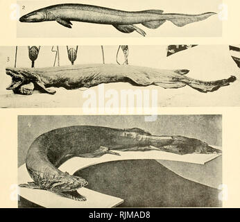 . The Bashford Dean memorial volume : archaic fishes. Fishes; Sharks; Fishes, Fossil. . Please note that these images are extracted from scanned page images that may have been digitally enhanced for readability - coloration and appearance of these illustrations may not perfectly resemble the original work.. Dean, Bashford, 1867-1928; Gudger, E. W. (Eugene Willis), 1866-1956. New York : Published by order of the trustees Stock Photo