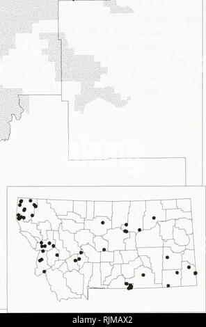 . Bat survey of the Kootenai National Forest, Montana : 1994 . Bats; Bats; Bats; Bats; Bats; Anabat bat detection systems; Bats; Bats; Long-eared myotis; Western small-footed myotis; Long-legged myotis; Big brown bat; Silver-haired bat; Hoary bat; Plecotus townsendii; Myotis yumanensis; Little brown bat; Myotis californicus; Mist netting; Mixed conifer forest.  1994 data ) • 1993 data -' Pre-1993 data &gt;T&lt; Museum specimens. Species locations from the Montana Natural Heritage Program, December 02, 1995. Please note that these images are extracted from scanned page images that may have bee Stock Photo