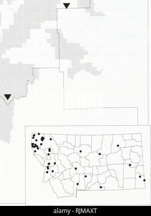 . Bat survey of the Kootenai National Forest, Montana : 1994 . Bats; Bats; Bats; Bats; Bats; Anabat bat detection systems; Bats; Bats; Long-eared myotis; Western small-footed myotis; Long-legged myotis; Big brown bat; Silver-haired bat; Hoary bat; Plecotus townsendii; Myotis yumanensis; Little brown bat; Myotis californicus; Mist netting; Mixed conifer forest. Lasionycteris noctivagans -- Silver-haired Bat Occurrences on or near the Kootenai National Forest, Montana T.;r^' ? 1994 data • 1993 data ^ Pre-1993 data &gt;Y&lt; Museum specimens ( T V, n. Species locations from the Montana Natural He Stock Photo