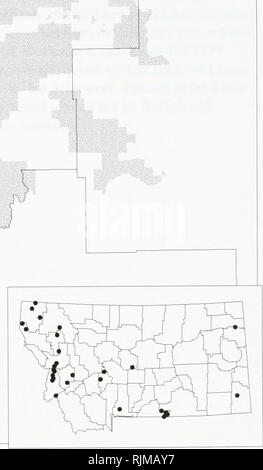 . Bat survey of the Kootenai National Forest, Montana : 1994 . Bats; Bats; Bats; Bats; Bats; Anabat bat detection systems; Bats; Bats; Long-eared myotis; Western small-footed myotis; Long-legged myotis; Big brown bat; Silver-haired bat; Hoary bat; Plecotus townsendii; Myotis yumanensis; Little brown bat; Myotis californicus; Mist netting; Mixed conifer forest. Myotis volans -- Long-legged Myotis Occurrences on or near the Kootenai National Forest, Montana V ? 1994 data • 1993 data ^ Pre-1993 data &gt;Y&lt; Museum specimens. Species locations from the Montana Natural Heritage Program, December  Stock Photo