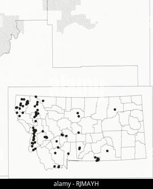 . Bat survey of the Kootenai National Forest, Montana : 1994 . Bats; Bats; Bats; Bats; Bats; Anabat bat detection systems; Bats; Bats; Long-eared myotis; Western small-footed myotis; Long-legged myotis; Big brown bat; Silver-haired bat; Hoary bat; Plecotus townsendii; Myotis yumanensis; Little brown bat; Myotis californicus; Mist netting; Mixed conifer forest. Myotis lucifugus -- Little Brown Myotis Occurrences on or near the Kootenai National Forest, Montana T ? 1994 data , • 1993 data y&lt; Museum specimens. Species locations from the Montana Natural Heritage Program, December 02, 1995. Plea Stock Photo