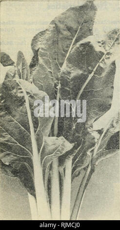 . Barnard's 1927. Seeds Catalogs; Vegetables Seeds Catalogs; Flowers Seeds Catalogs; Nurseries (Horticulture) Catalogs. Detroit Dark Bed Beet Mangel-Wurzels, or Stock-Beets One ounce for 100 feet of drill; 5 lbs. for an acre. Mammoth Long Red. On good soil sometimes grows twenty-four inches long. Dark leaves; skin bright dark red; flesh white with veined rings of rose-pink. An excellent keeper; nutritious and milk-producing. Largest of the mangel and heaviest cropper. Fine for poultry in winter. Oz., 10c; 14 lb., 20c; lb., 60c; 5 lbs., S2.50 Golden Tankard. A yellow-fleshed variety highly priz Stock Photo