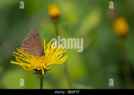Aphantopus hyperantus ringlet butterfly sitting on a dandelion Stock Photo
