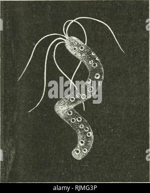 . Bakterien und Strahlenpilze. Bacteria; Actinomycetales. 50 Die