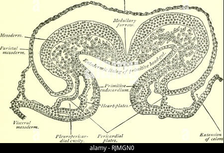 . A text-book of embryology for students of medicine [electronic resource]. Embryology; Embryology. THE DEVELOPMENT OE THE DIGESTIVE SYSTEM. 189 While the inner, entodermic layer of the gut-tube becomes the intestinal mucosa, the outer, mesodermic stratum produces the muscular and the connective-tissue parts of the bowel- wall, the most superficial layer of the latter with its meso- thelial or endothelial cells forming the visceral layer of the peritoneum. Since the mesodermic layer of the splanchno- pleure of each side is continuous with the corresponding mesodermic layer of the somatopleure  Stock Photo