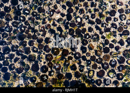 Sea urchins in natural habitat under water on rocks. Background sea urchins. Stock Photo