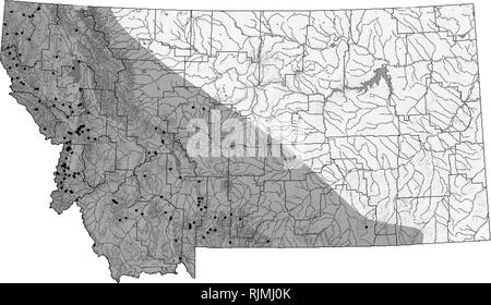Northern Rubber Boa Charina Bottae From San Mateo County Stock Photo Alamy