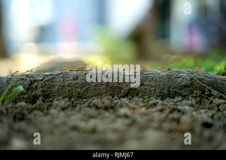 Red Forest Ants (Formica Rufa) On Tree Trunk. Stock Photo