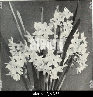 . Beckert's fall guide to spring flower gardens : season of 1919. Nurseries (Horticulture) Pennsylvania Pittsburgh Catalogs; Nursery stock Pennsylvania Pittsburgh Catalogs; Flowers Seeds Pennsylvania Pittsburgh Catalogs; Bulbs (Plants) Pennsylvania Pittsburgh Catalogs; Gardening Pennsylvania Pittsburgh Equipment and supplies Catalogs. Paper-White Grandiflora Narcissi SmallWhite Pebbles £HJJ fef Poetaz Narcissi, Elvira Chinese Sacred Narcissus or Joss Flowers ON CHINESE NARCISSI add postage for 4 lbs. per do*. The flowers are borne in clusters very similar to those of the Paper-White Grandiflor