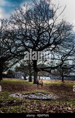 Large Alpha Male Stag Red Deer Under Large Oak Tree, Bushy Park, UK. Stock Photo