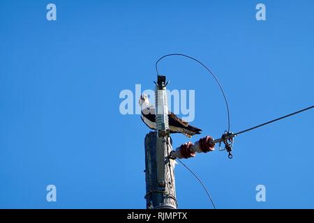 Osprey, Pandion haliaetus, with fish on top of an electrical pole, against a blue sky in January, Cedar Key, Florida, USA. Stock Photo