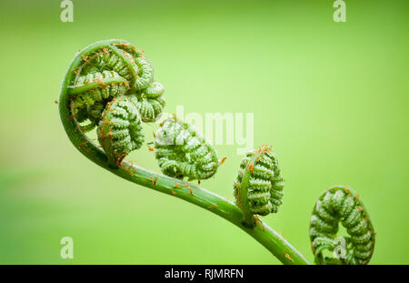 Young new fern coiled fiddleheads uncoil and expand into fronds that resemble a violin. Close up macro photo with shallow depth of field and large gre Stock Photo