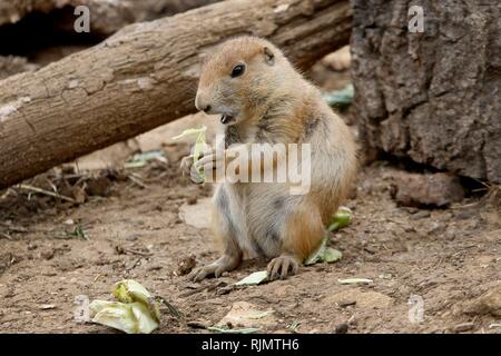 Black tailed prairie dogs in their enclosure in the walled garden of the Cotswold Wildlife Park, Burford, Oxfordshire. 18th June 2018 Stock Photo