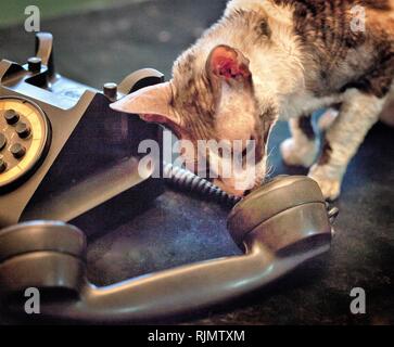 Cornish Rex cat talking on the dial up rotary telephone phone Stock Photo