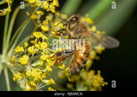 Bee is curled up on yellow flowers to drink flower juice/Nectar. Bee is sitting on yellow flower to pollinate Stock Photo