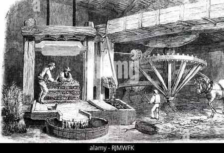 An engraving depicting Devonshire cider: The apples are pounded i n the horse-powered mill, and the resulting 'mock' is fed into the press (left). 1850 Stock Photo
